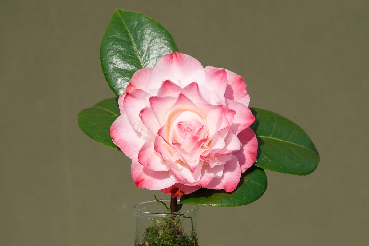 Nuccio's Jewel
